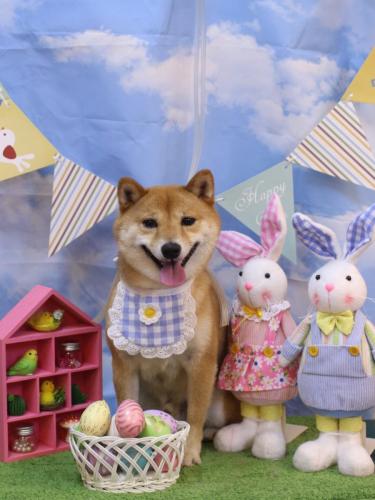 20240316茶々丸くん (1)